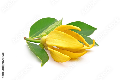Fotografie Ylang-Ylang (Cananga odorata) valued for perfume extracted from its flowers,  which is an essential oil used in aromatherapy