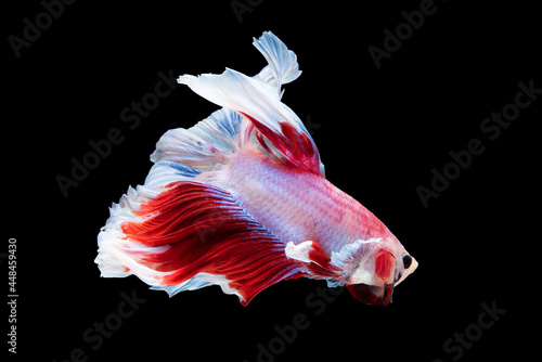 Beautiful colors"Halfmoon Betta" capture the moving moment beautiful of siam betta fish in thailand on black background