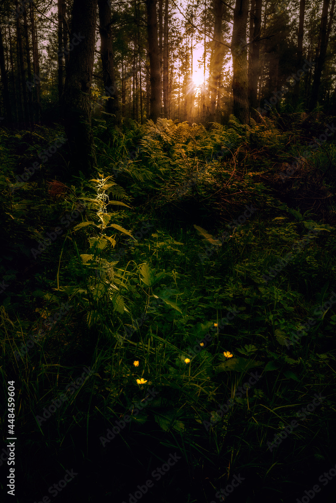 Obraz premium Nettle