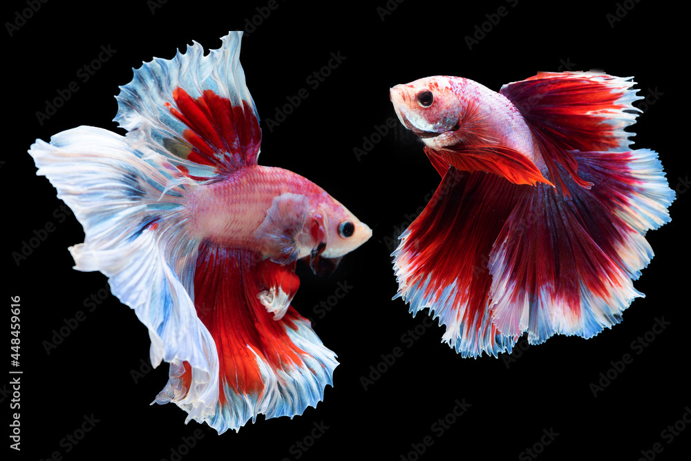 Beautiful colors Beautiful colors