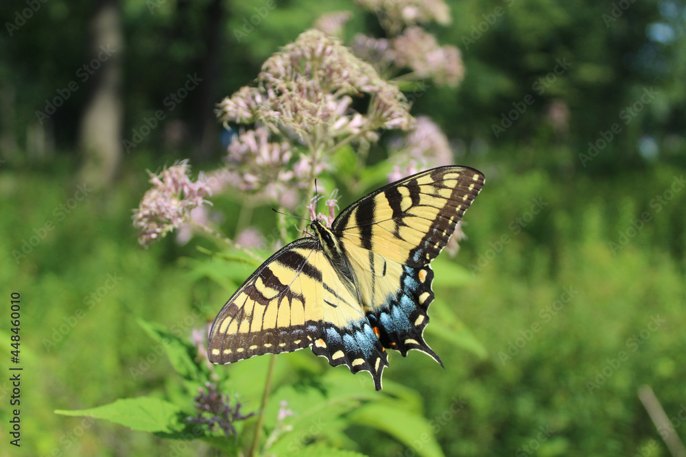 Female tiger swallowtail feeding on Joe Pye weed at Somme Woods in Northbrook, Illinois Female tiger swallowtail feeding on Joe Pye weed at Somme Woods in Northbrook, Illinois