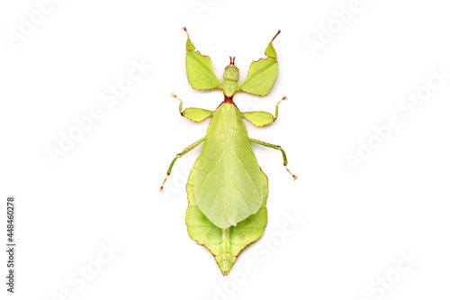 Leaf insect (Phyllium westwoodii) Green leaf insect or Walking leaves isolated on white background photo