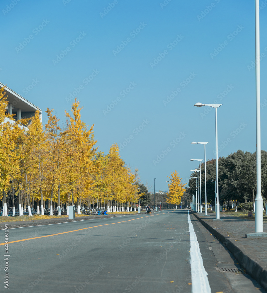A section of road on a university campus is lined with yellow ginkgo trees and white street lamps.Autumn scenery is very beautiful, the sky is very blue for walking.