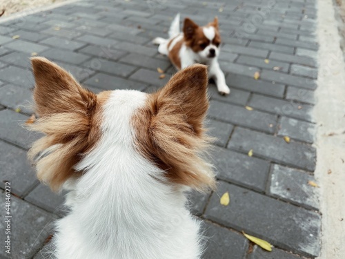 Cute of mom and babey white and brown chihuahua dog pet animal