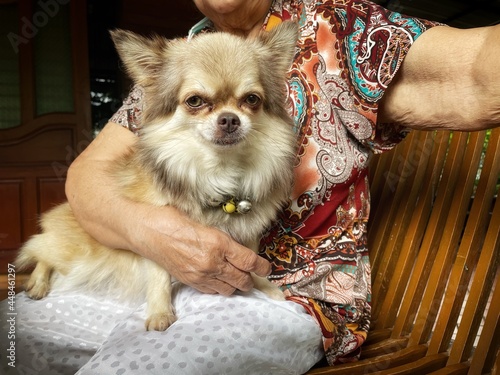 Cute of brown chihuahua dog pet animal and senior woman