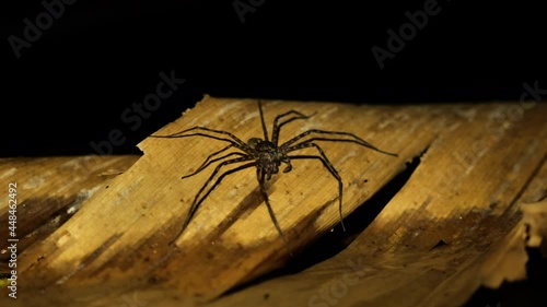 Giant water spider on a banana leaf in a river night time Costa Rica wildlife biodiversity photo