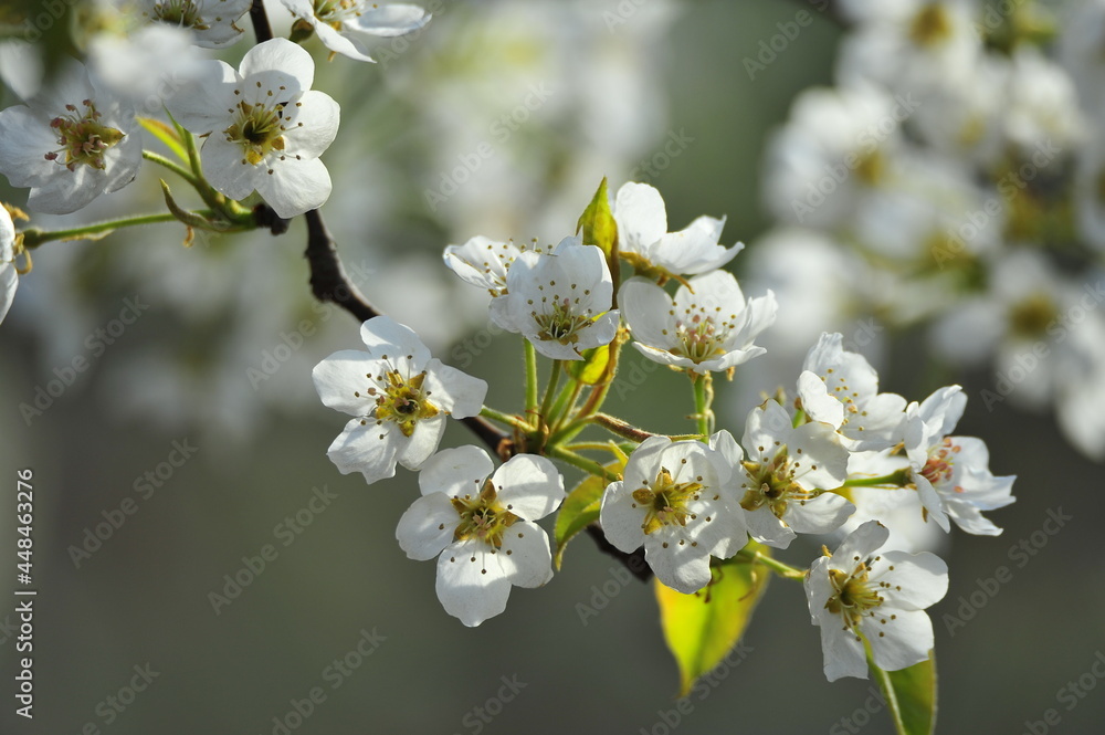 Fototapeta premium Pear flower blooming in spring
