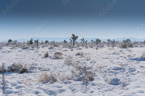 Snow in the Joshua Tree Desert, California