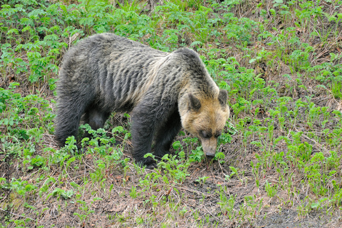 Wallpaper Mural 高山植物を食べるヒグマ（北海道・知床）
 Torontodigital.ca