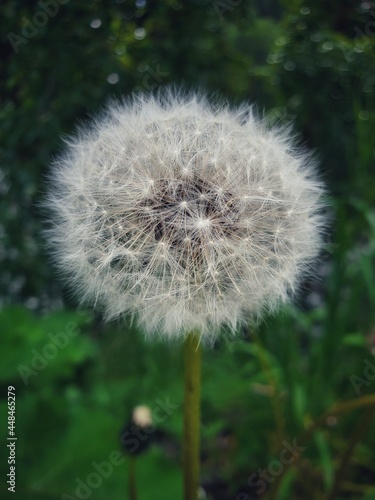 dandelion head