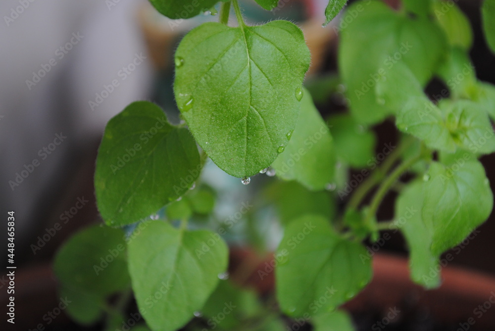 Close up of early morning dew drops on a small oregano leaf Close up of early morning dew drops on a small oregano leaf