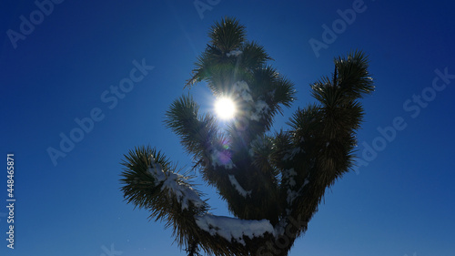 Snow in the Joshua Tree Desert  California