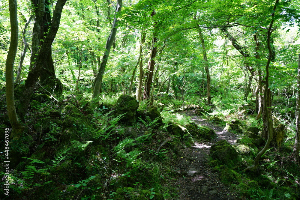 a refreshing spring forest with a path a refreshing spring forest with a path