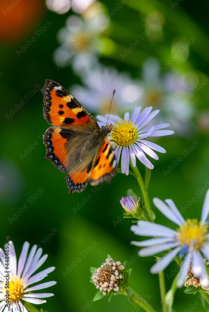 a butterfly sits on a lawn with flowers a butterfly sits on a lawn with flowers