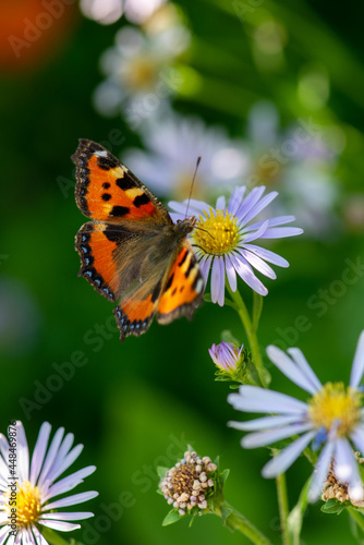 a butterfly sits on a lawn with flowers © Vyacheslav