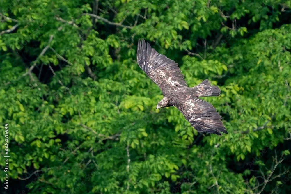 Fototapeta premium グリーンバックに獲物を探しながら悠然と飛ぶイヌワシ