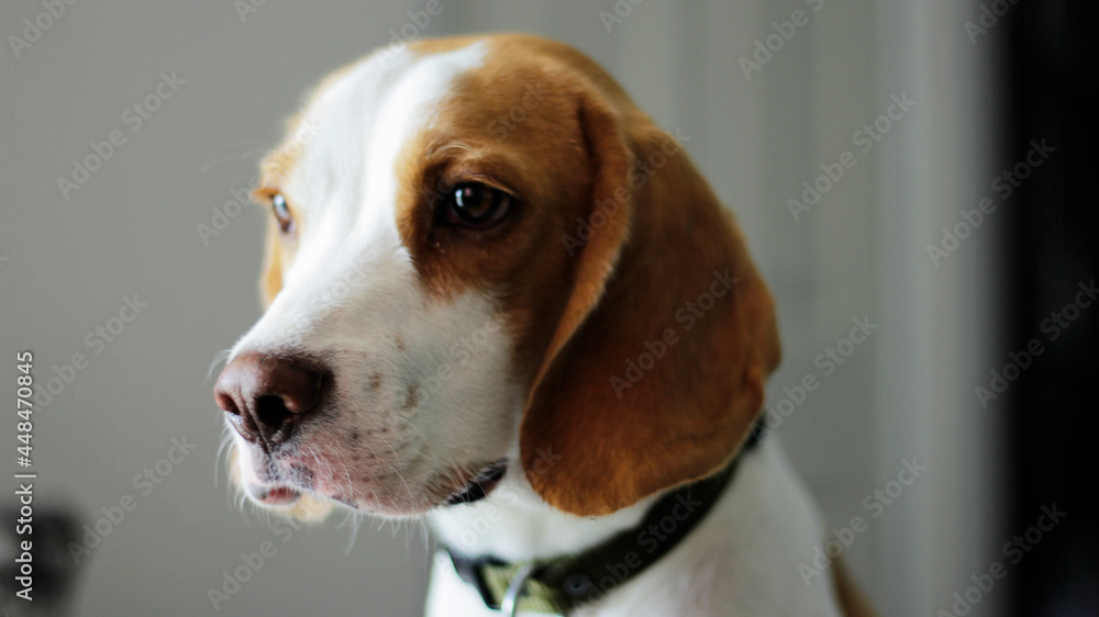 Retrato de  beagle  por la mañana 