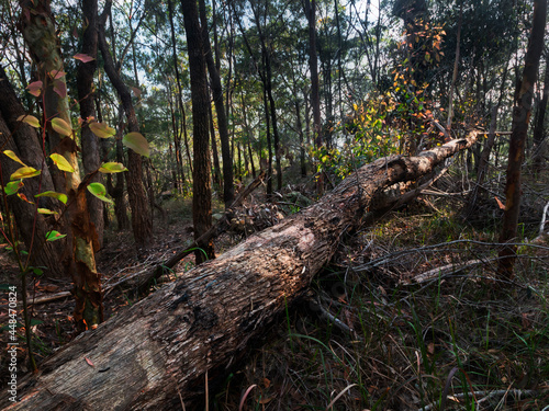 fallen tree in the forest amongst standing trees