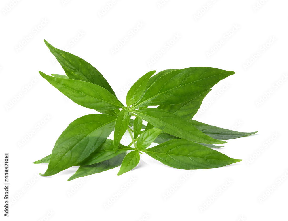 Andrographis paniculata plant on white background. Andrographis paniculata plant on white background.