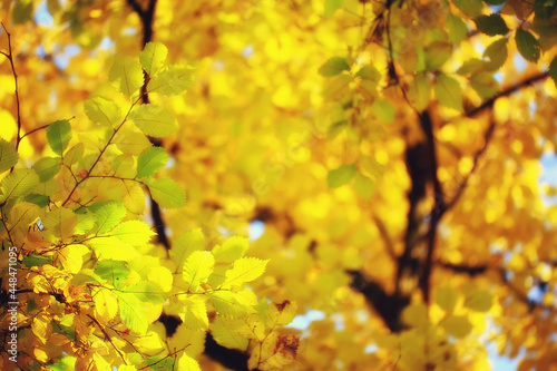 abstract autumn fall background leaves yellow nature october wallpaper seasonal