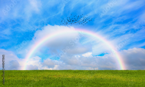 Silhouettes of birds flying over the rainbow green grass field in the foreground