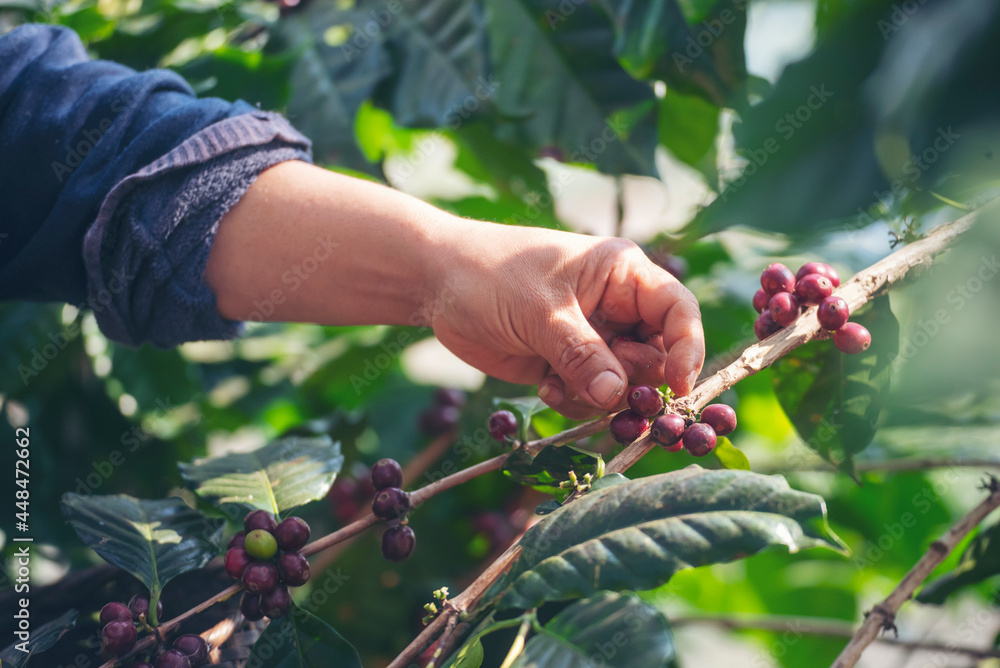 Man Hands harvest coffee bean ripe Red berries plant fresh seed coffee tree growth in green eco organic farm. Close up hands harvest red ripe coffee seed robusta arabica berry harvesting coffee farm Man Hands harvest coffee bean ripe Red berries plant fresh seed coffee tree growth in green eco organic farm. Close up hands harvest red ripe coffee seed robusta arabica berry harvesting coffee farm