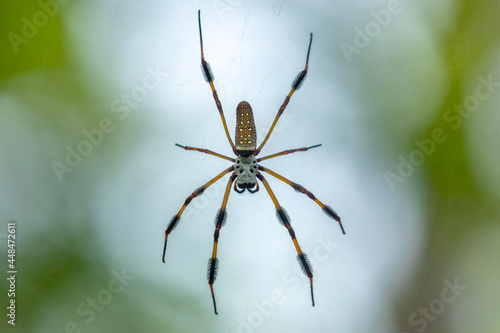 Golden Orb Weaver