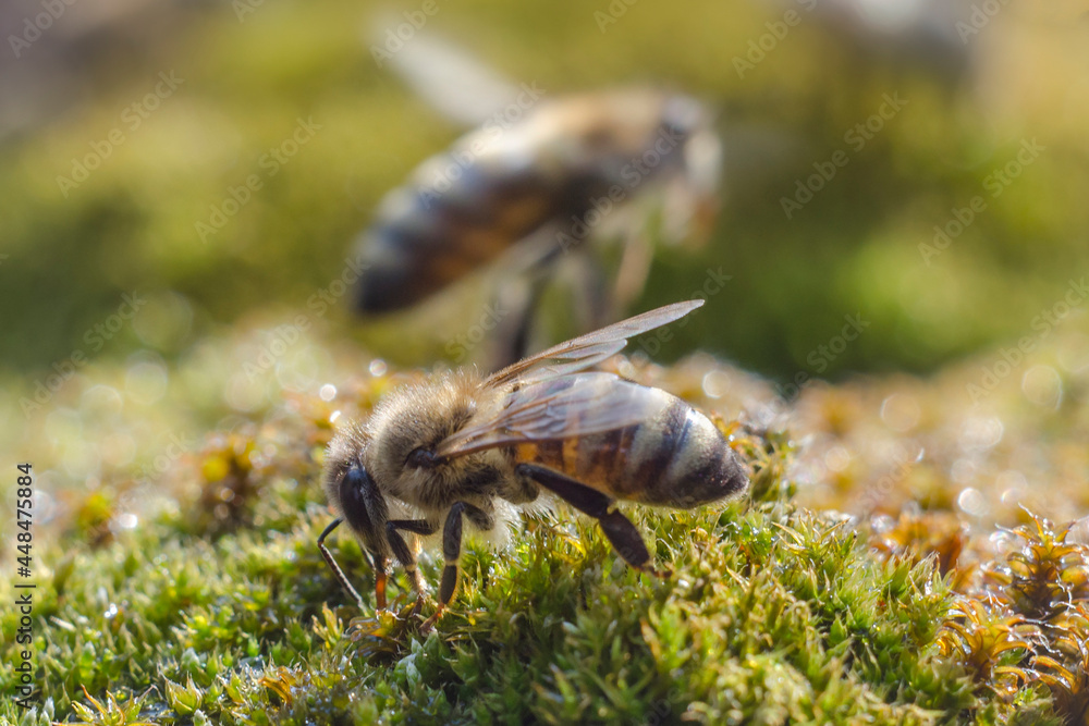 Macro of wild honey bees in its natural habitat. A closeup of a bee collecting flower nectar. Production of honey in the apiary. Macro of wild honey bees in its natural habitat. A closeup of a bee collecting flower nectar. Production of honey in the apiary.