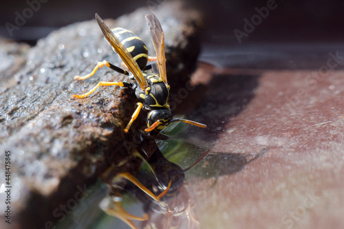 Wild wasp in its natural habitat. A closeup of a wasp drinking water. Hymenoptera insects.