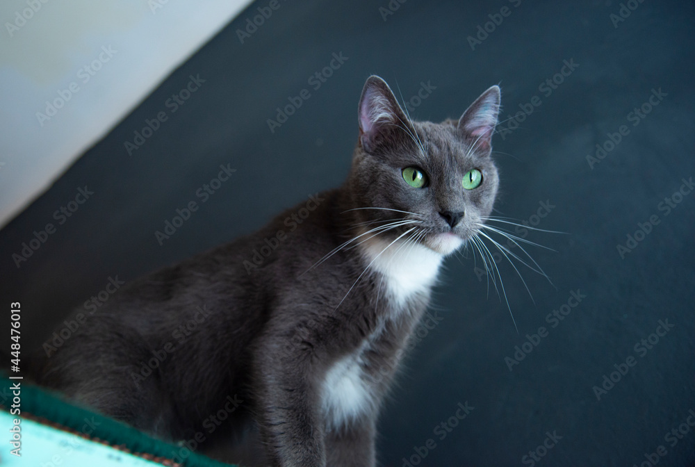 Gata gris posando en alto atenta contrapicado gatificación en casa mirando atentamente gatita curiosa Gata gris posando en alto atenta contrapicado gatificación en casa mirando atentamente gatita curiosa