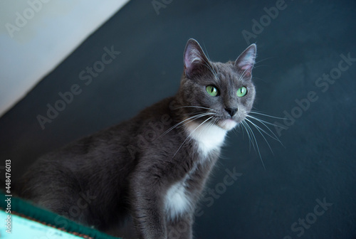 Gata gris posando en alto atenta contrapicado gatificación en casa mirando atentamente gatita curiosa