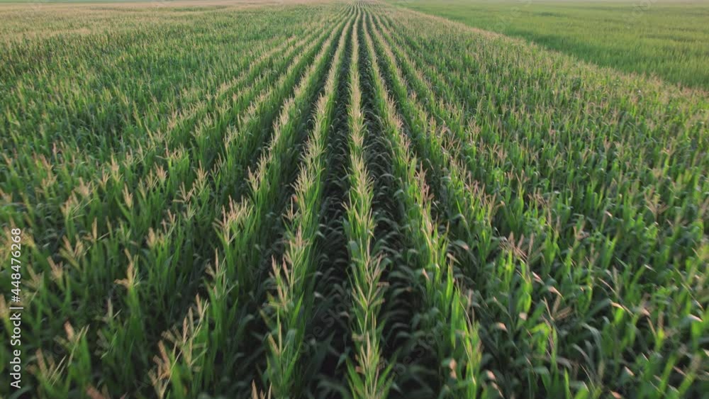 Aerial dolly forward over corn field Aerial dolly forward over corn field
