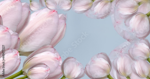  flowers purple  tulips on  turquoise background. Close-up. Flowers on the stem. Nature..