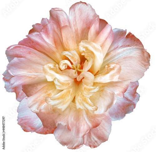 Yellow-pink tulip flower on white isolated background with clipping path. Closeup. For design. Nature.
