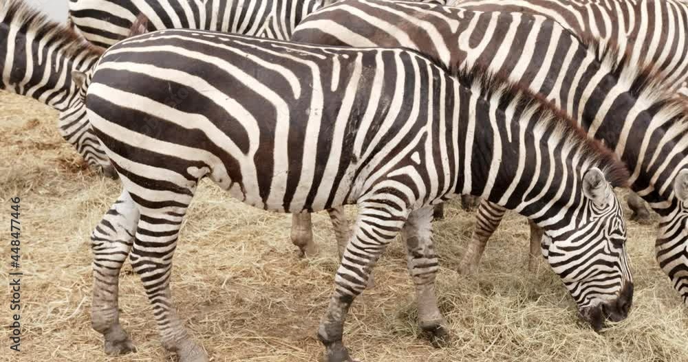Close-up portrait Many zebras graze near the pond in the zoo. Close-up portrait Many zebras graze near the pond in the zoo.