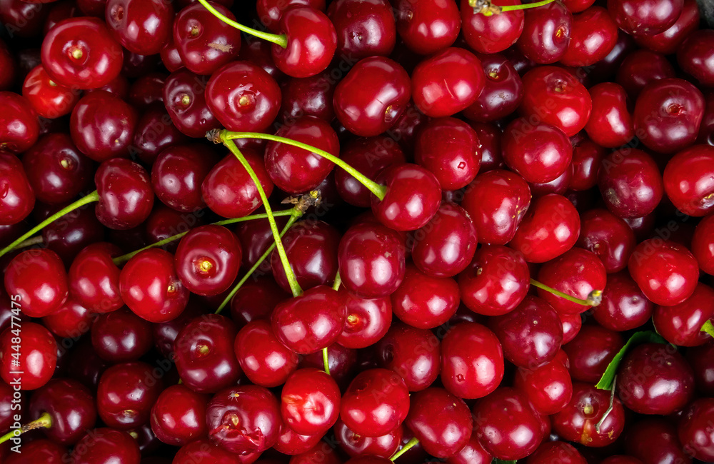 Garden harvest of red cherry fruit berries. Garden harvest of red cherry fruit berries.