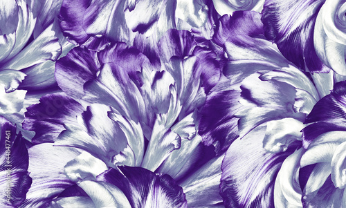 Flowers purple tulips Floral vintage background. Petals tulips. Close-up. Nature.