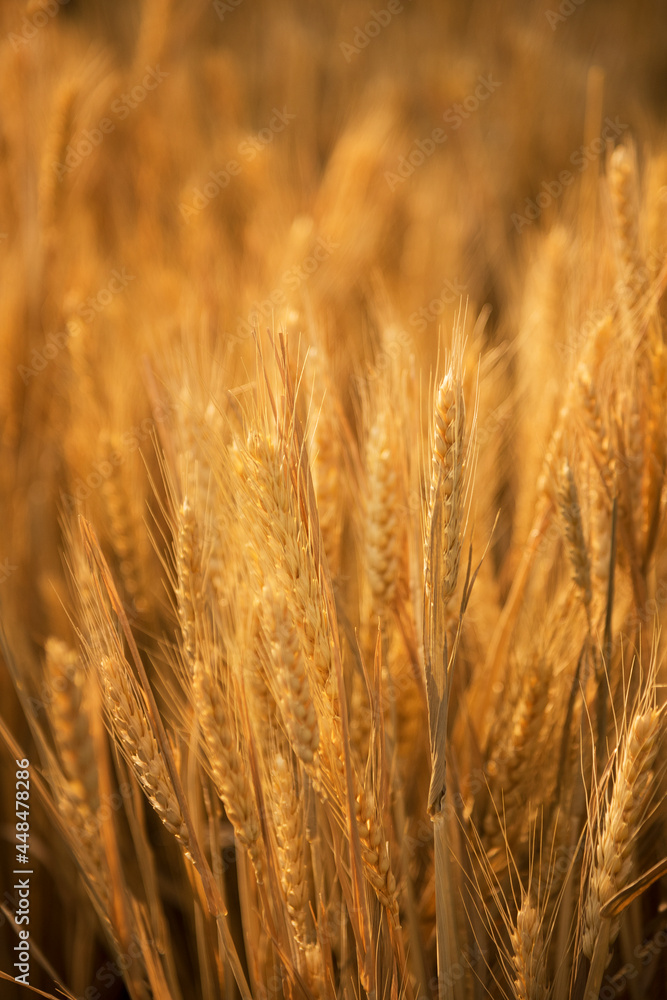 close up of ears of golden wheat in wheat field in autumn season close up of ears of golden wheat in wheat field in autumn season