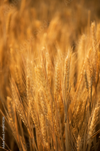 close up of ears of golden wheat in wheat field in autumn season