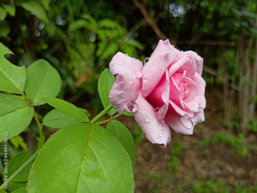 pink rose in the garden