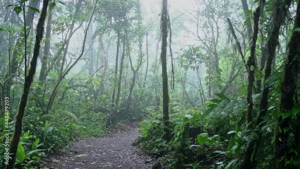 Panning up from path on tropical jungle floor to foggy cloud forest canopy Panning up from path on tropical jungle floor to foggy cloud forest canopy