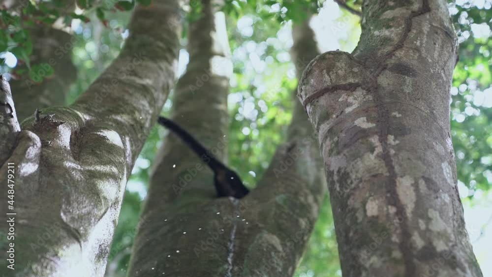 Small monkey in tree climbs quickly while throwing urine down, slow motion Small monkey in tree climbs quickly while throwing urine down, slow motion