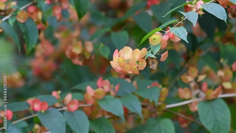 Natural landscape zoom out shot of Chinese Hat Plant, Holmskioldia Sanguinea with orange petals and round calyxes, against bushy, woody Asian shrub background.