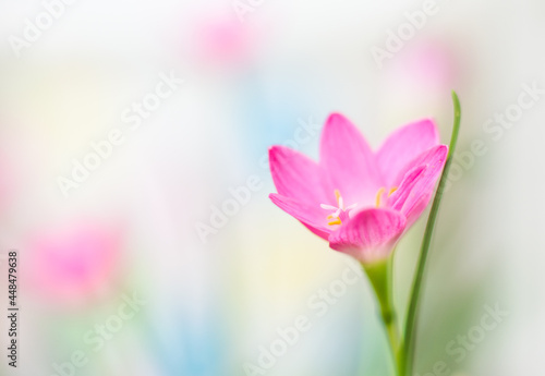 Pink Lily and soft white background