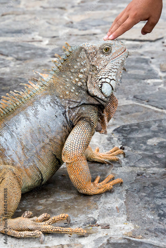 Wild iguana as seen in Parque seminario, also known as Parque de las Iguanas (Iguana Park) in Quito, Ecuador. Wild iguana as seen in Parque seminario, also known as Parque de las Iguanas (Iguana Park) in Quito, Ecuador.