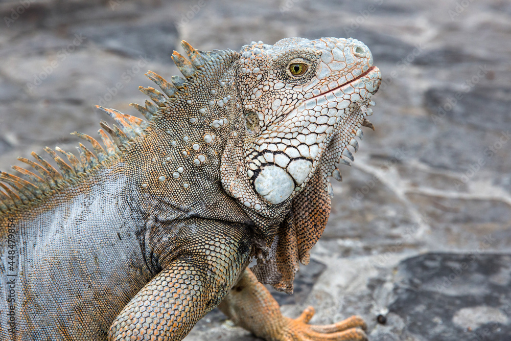 Wild iguana as seen in Parque seminario, also known as Parque de las Iguanas (Iguana Park) in Quito, Ecuador. Wild iguana as seen in Parque seminario, also known as Parque de las Iguanas (Iguana Park) in Quito, Ecuador.