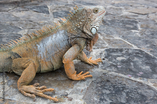 Wild iguana as seen in Parque seminario, also known as Parque de las Iguanas (Iguana Park) in Quito, Ecuador.