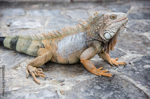 Wild iguana as seen in Parque seminario  also known as Parque de las Iguanas  Iguana Park  in Quito  Ecuador.