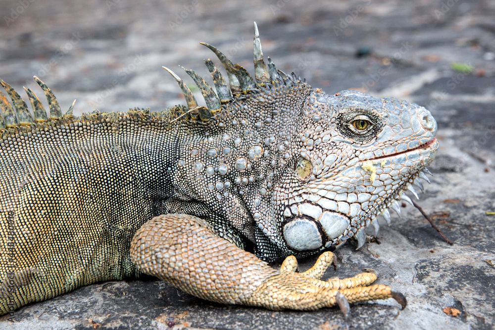 Wild iguana as seen in Parque seminario, also known as Parque de las Iguanas (Iguana Park) in Quito, Ecuador. Wild iguana as seen in Parque seminario, also known as Parque de las Iguanas (Iguana Park) in Quito, Ecuador.