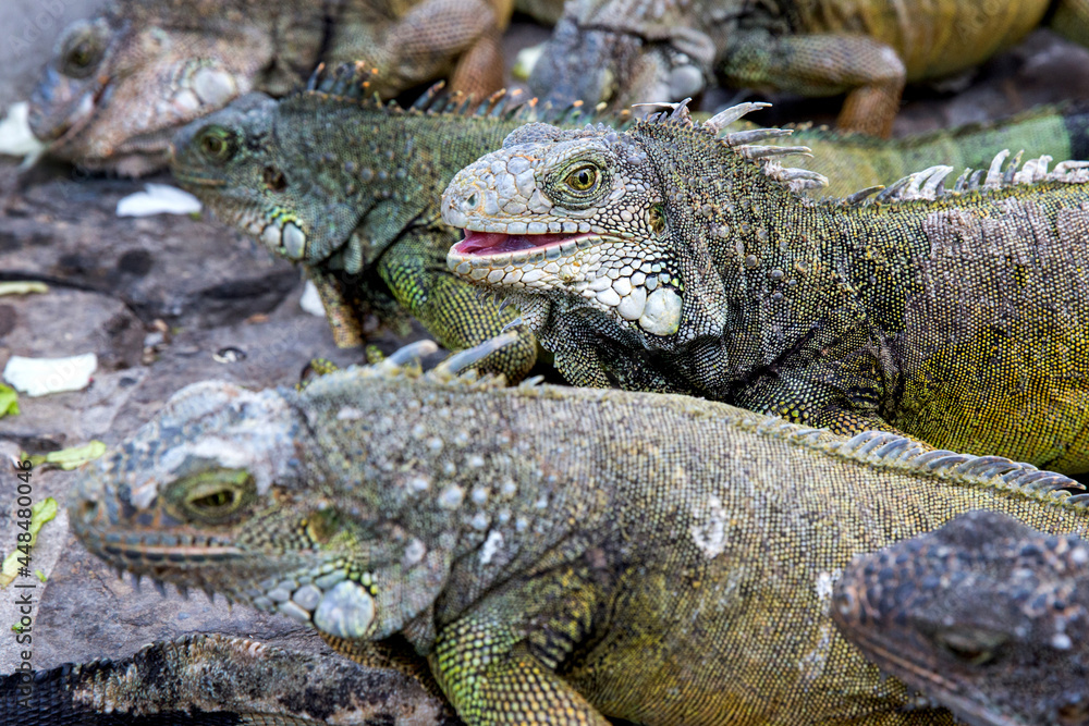Iguanas in Parque seminario, also known as Parque de las Iguanas (Iguana Park) in Quito, Ecuador. Iguanas in Parque seminario, also known as Parque de las Iguanas (Iguana Park) in Quito, Ecuador.
